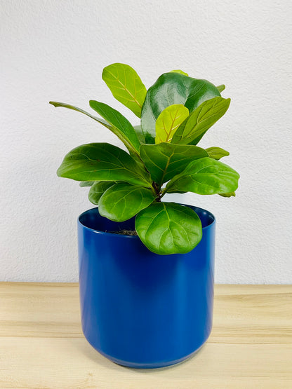 Ficus Lyrata Fiddle Leaf Fig in blue ceramic 6 inch pot – lush plant for home decor