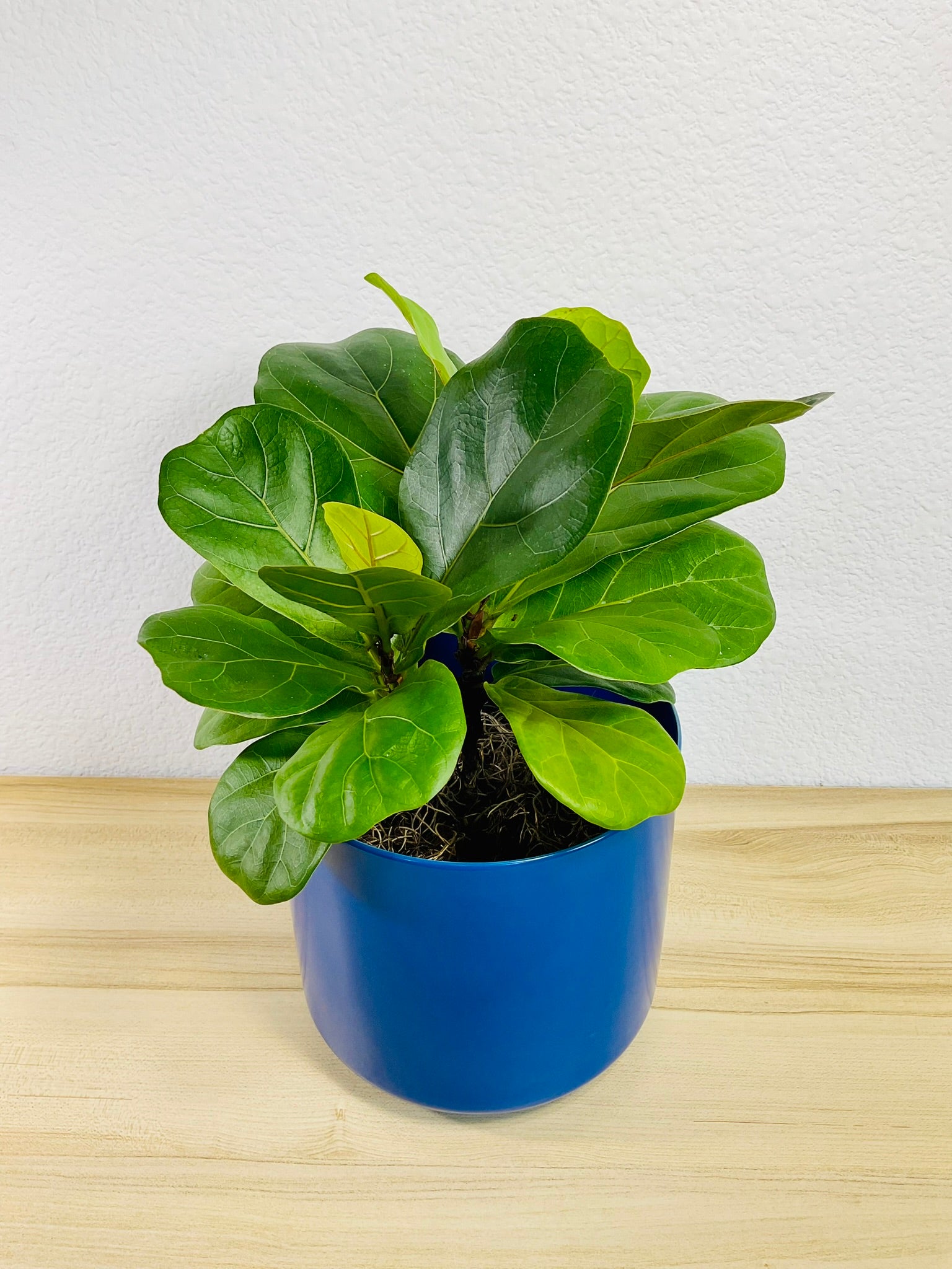 Ficus Lyrata Fiddle Leaf Fig in blue ceramic 6 inch pot, tilted view – lush plant for home decor