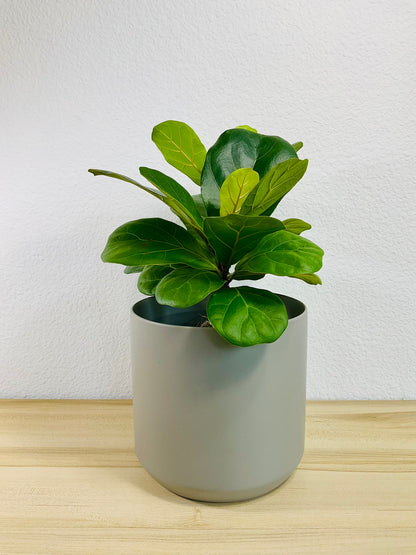 Ficus Lyrata Fiddle Leaf Fig in gray ceramic 6 inch pot – lush plant for home decor