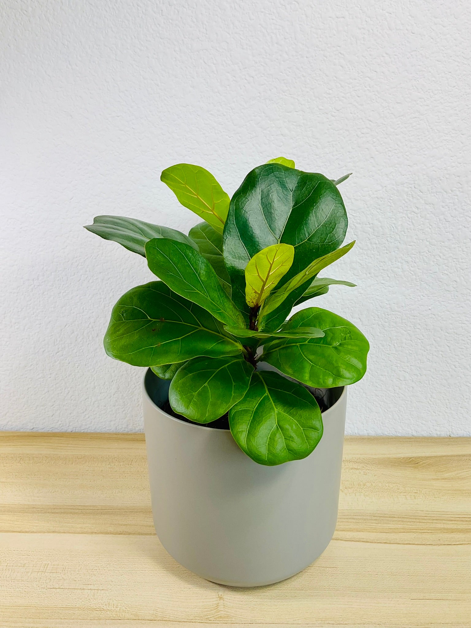 Ficus Lyrata Fiddle Leaf Fig in gray ceramic 6 inch pot, tilted view – lush plant for home decor
