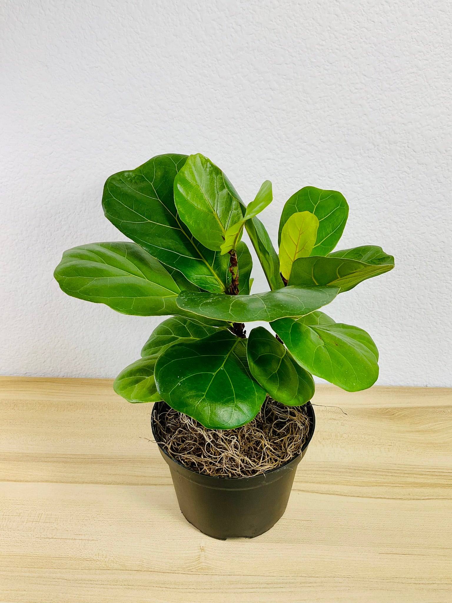 Ficus Lyrata Fiddle Leaf Fig in 6 inch grow pot, tilted view– lush plant for home decor