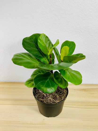 Ficus Lyrata Fiddle Leaf Fig in 6 inch grow pot, tilted view– lush plant for home decor