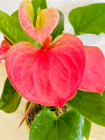 Pink Anthurium plant with heart-shaped pink flowers up close view