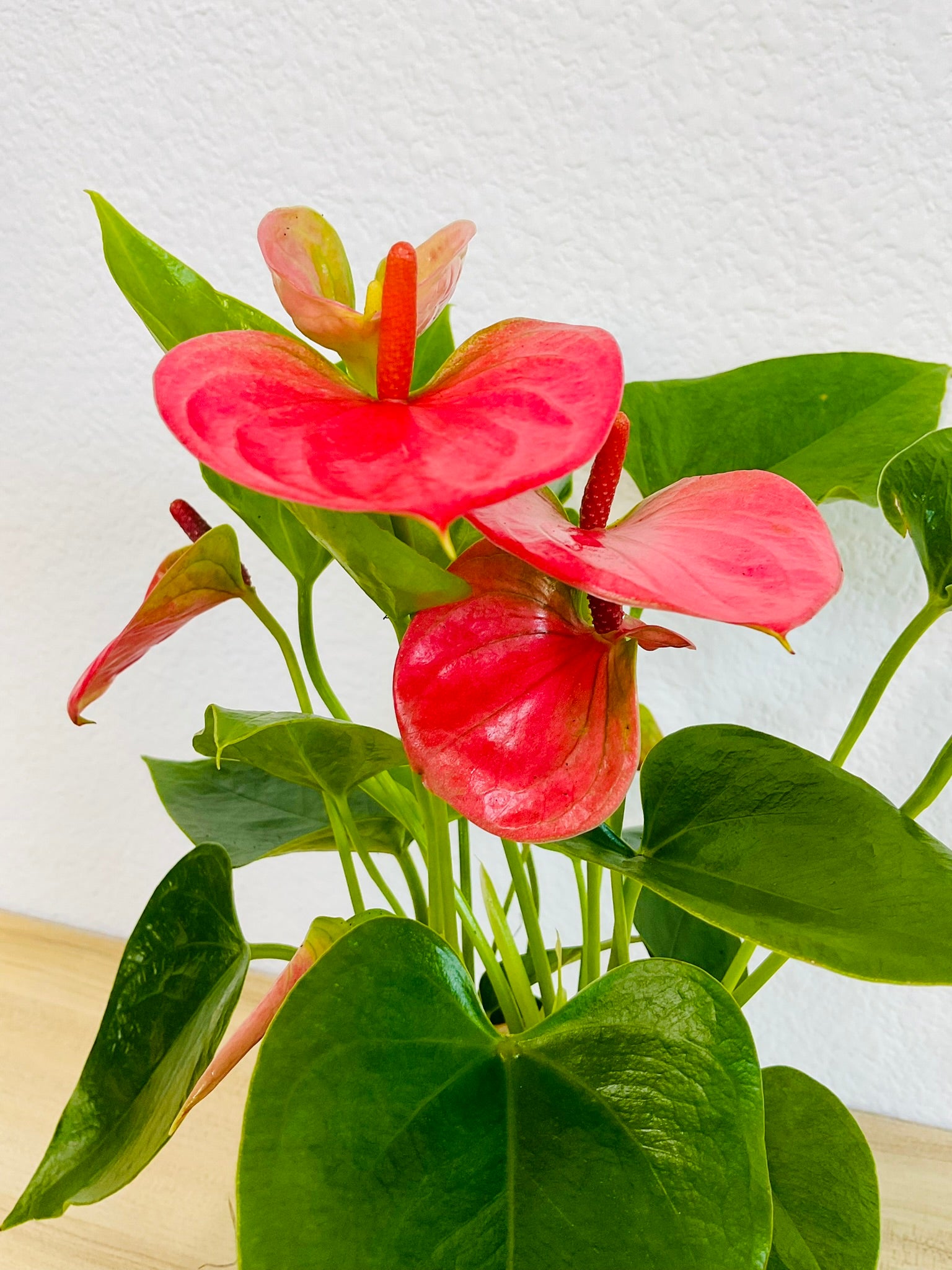 Pink Anthurium plant with heart-shaped pink flowers and leaves up close