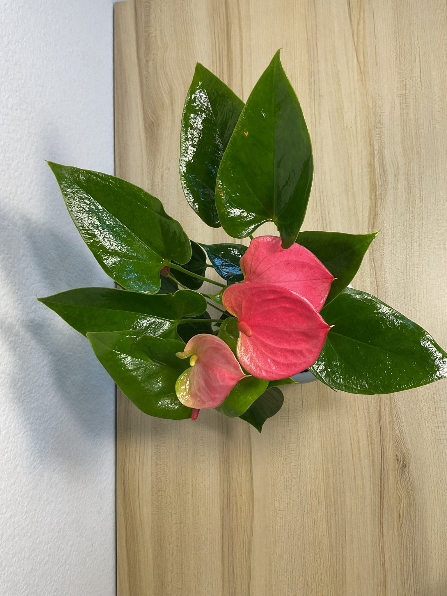 Pink Anthurium plant with heart-shaped pink flowers top view