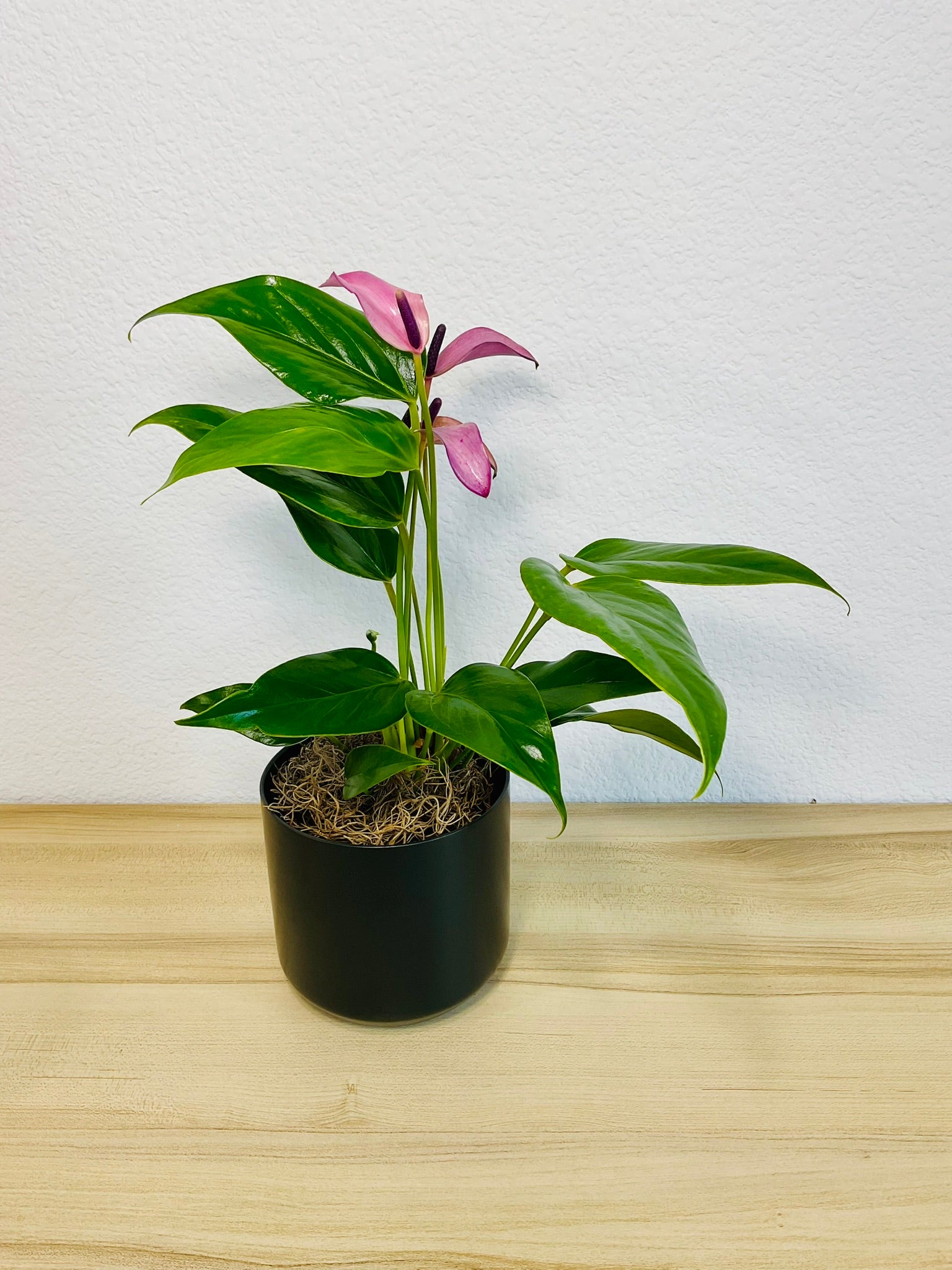 Purple Anthurium plant (Purple flamingo) with rich violet flowers in a black ceramic planter tilt view.