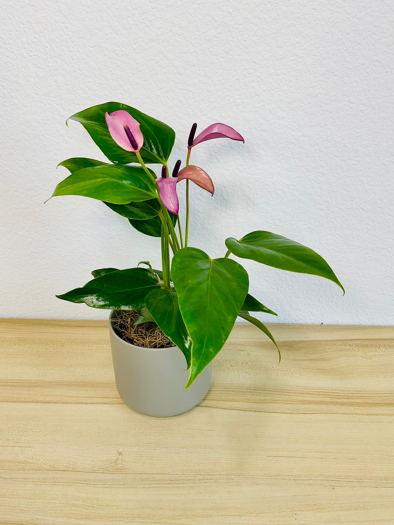 Purple Anthurium plant (Purple flamingo) with rich violet flowers in a gray ceramic planter tilt view.
