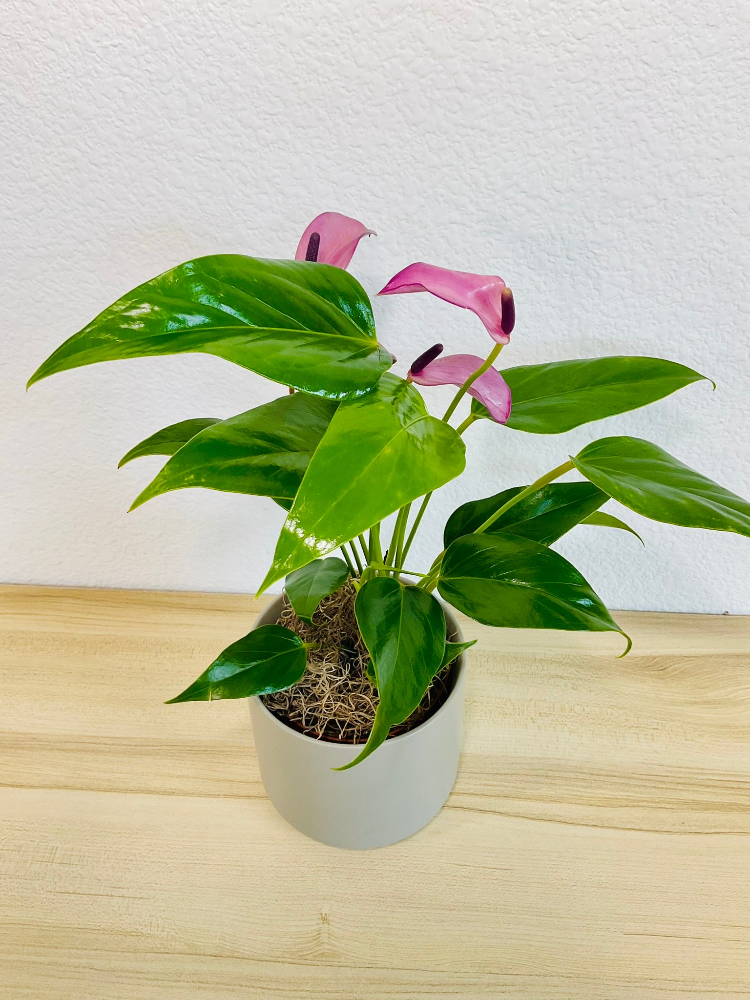 Purple Anthurium plant (Purple flamingo) with rich violet flowers in a gray ceramic planter tilt view.