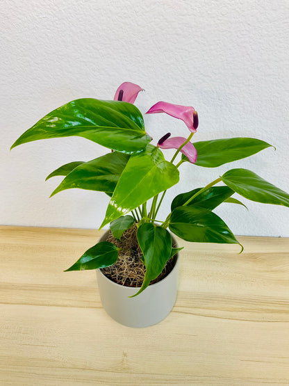 Purple Anthurium plant (Purple flamingo) with rich violet flowers in a gray ceramic planter tilt view.