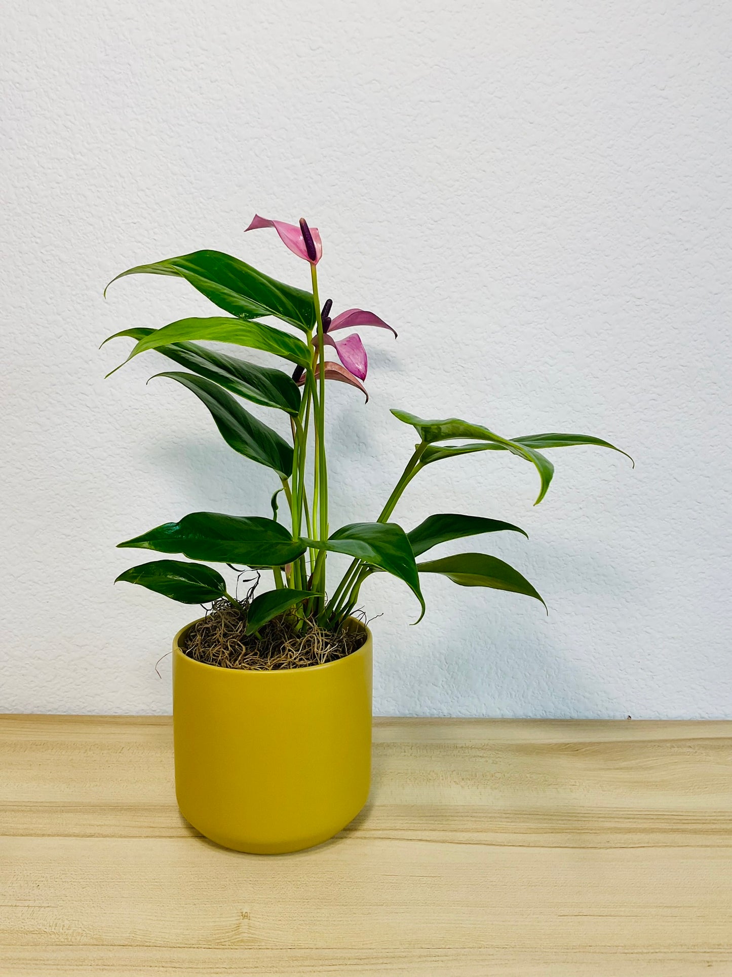 Purple Anthurium plant (Purple flamingo) with rich violet flowers in a Ochre ceramic planter.