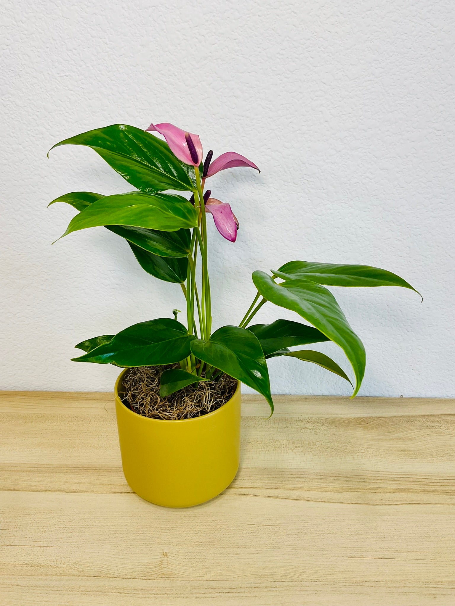 Purple Anthurium plant (Purple flamingo) with rich violet flowers in a Ochre ceramic planter tilt view.