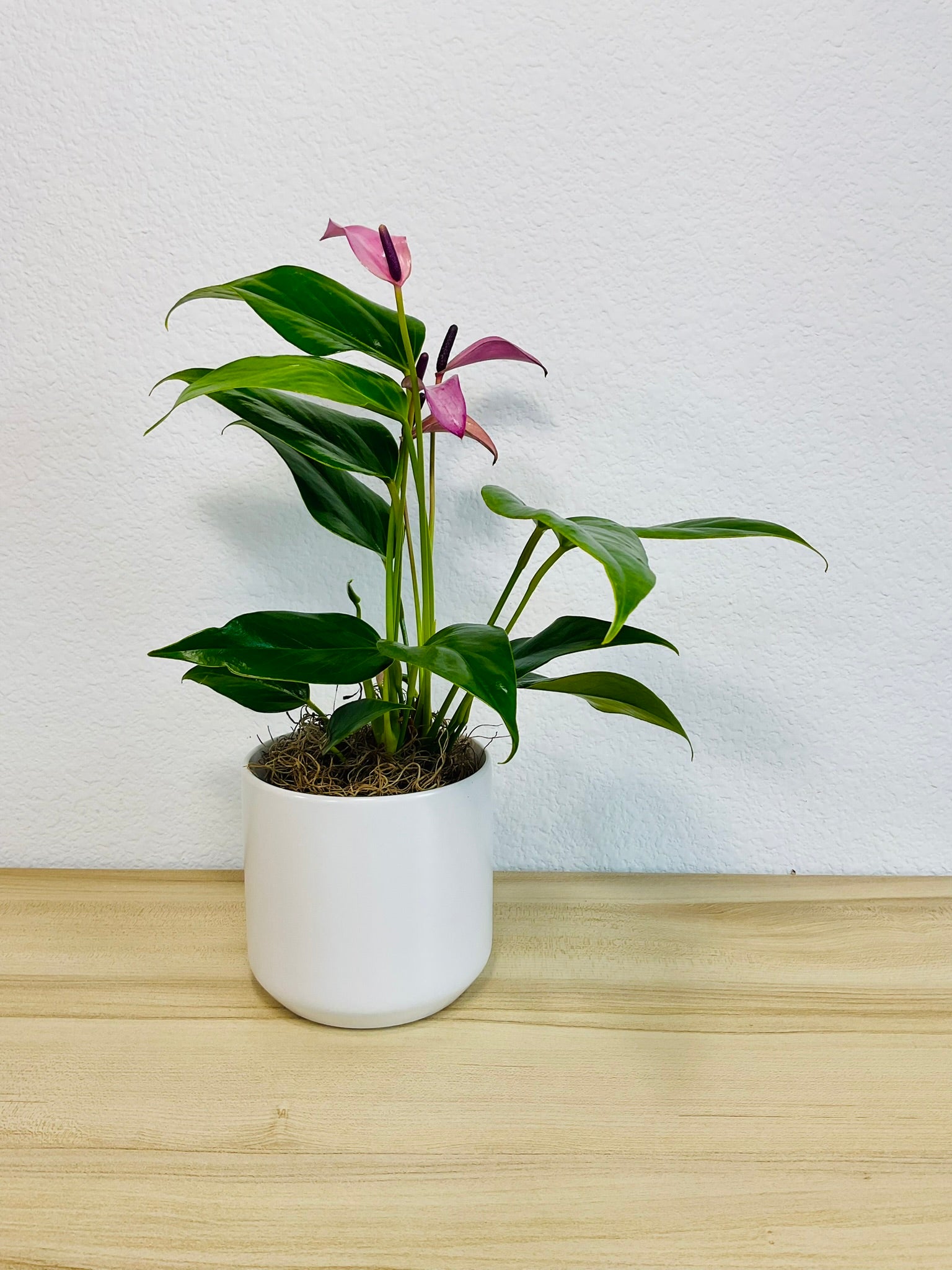 Purple Anthurium plant (Purple flamingo) with rich violet flowers in a white ceramic planter.
 