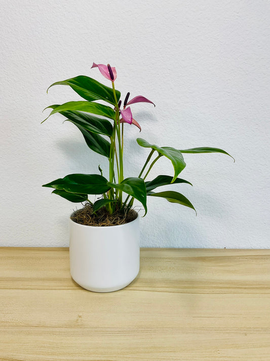 Purple Anthurium plant (Purple flamingo) with rich violet flowers in a white ceramic planter.
 
