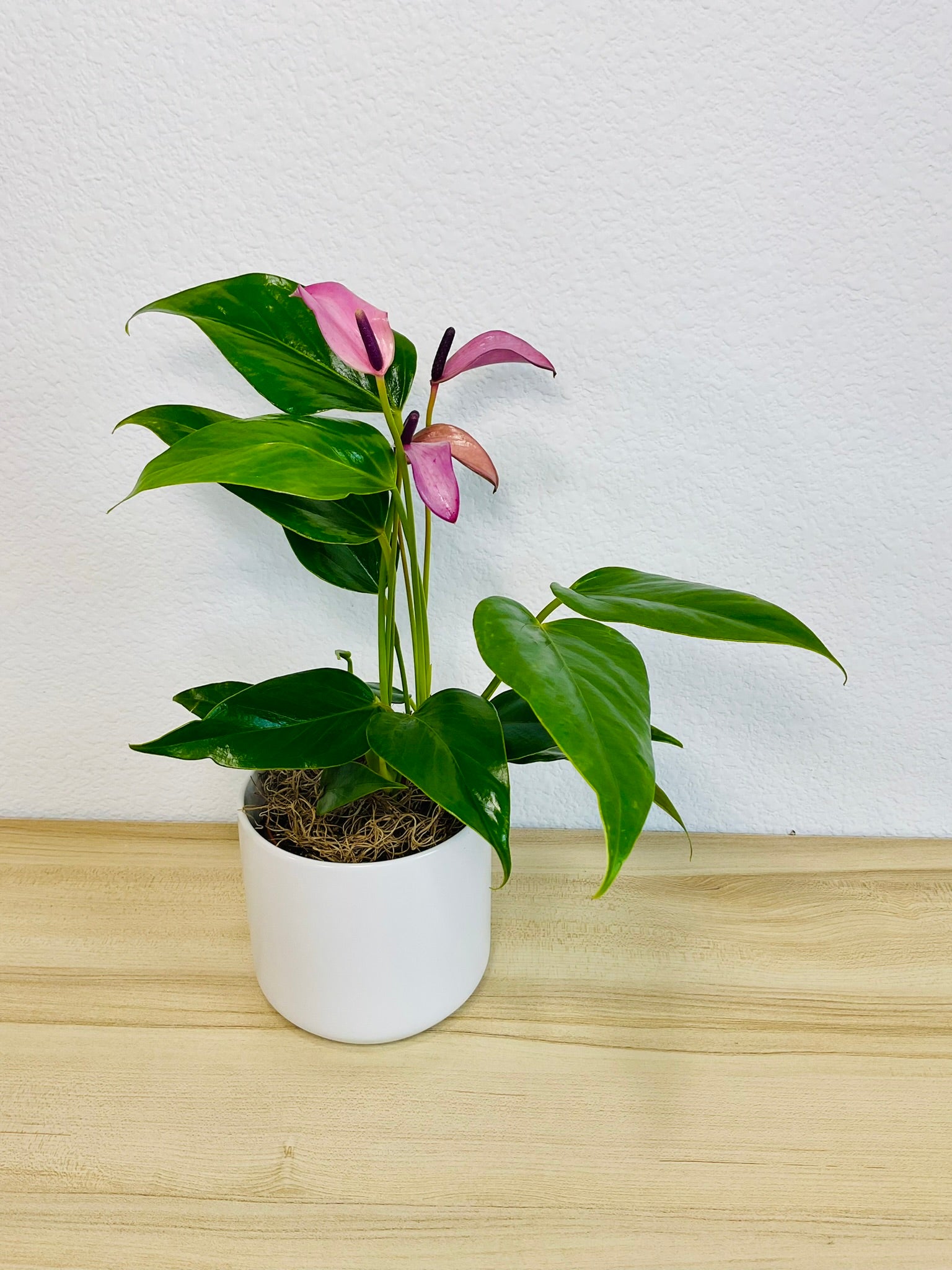 Purple Anthurium plant (Purple flamingo) with rich violet flowers in a White ceramic planter tilt view.