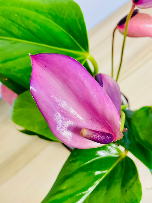 Purple Anthurium plant (Purple flamingo) up close flower.