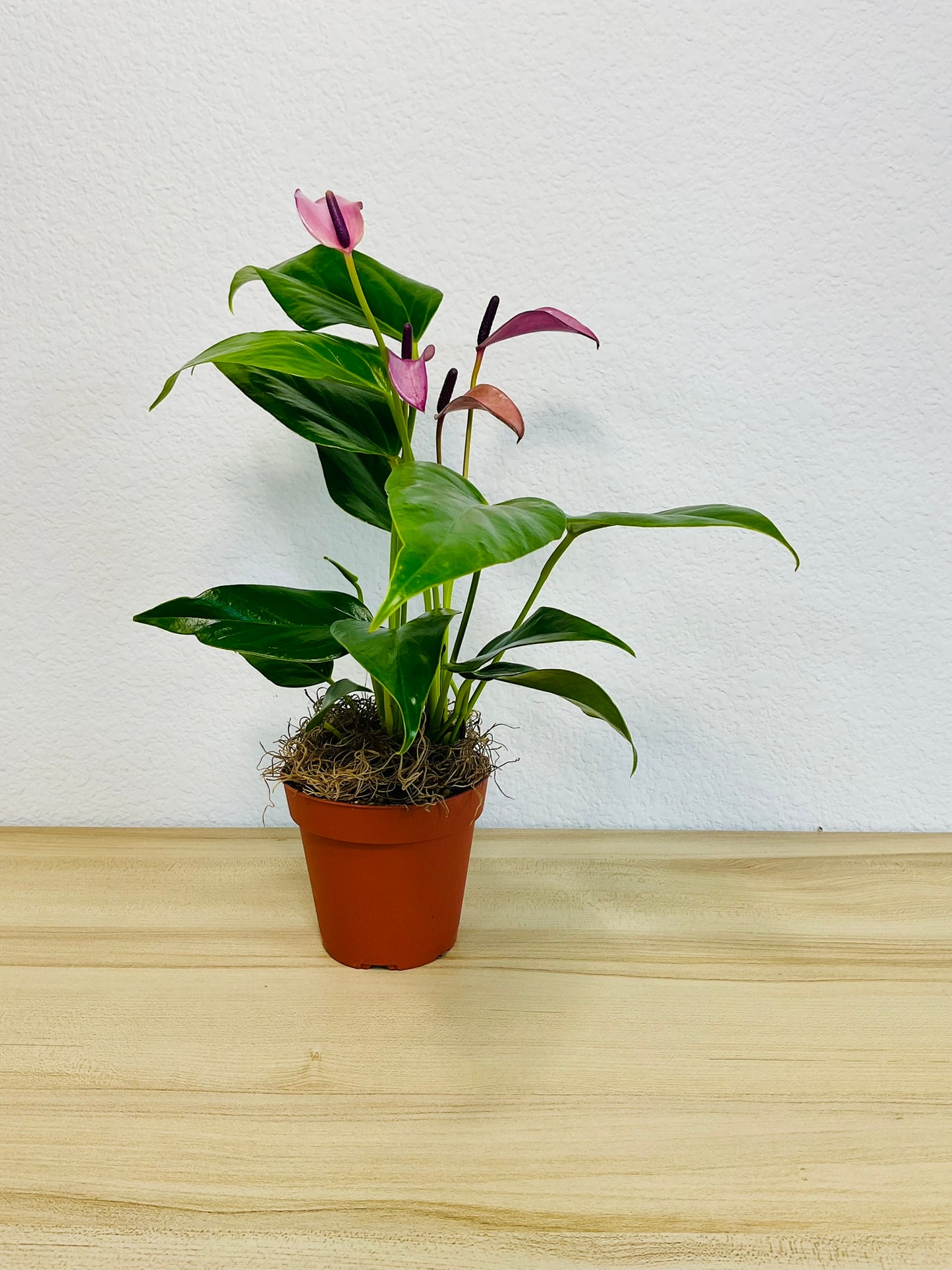 Purple Anthurium plant (Purple flamingo) with rich violet flowers in a grow pot.