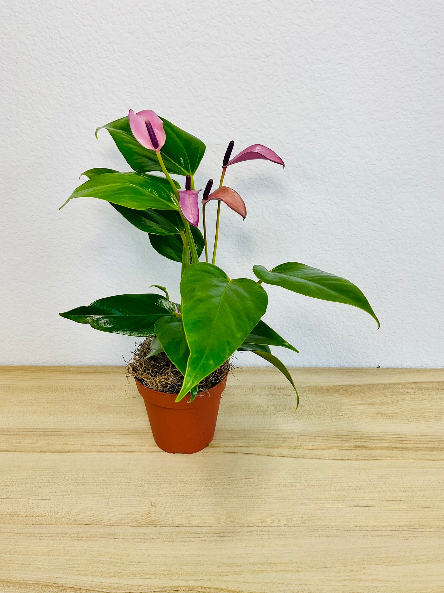 Purple Anthurium plant (Purple flamingo) with rich violet flowers in a grow pot tilt view.