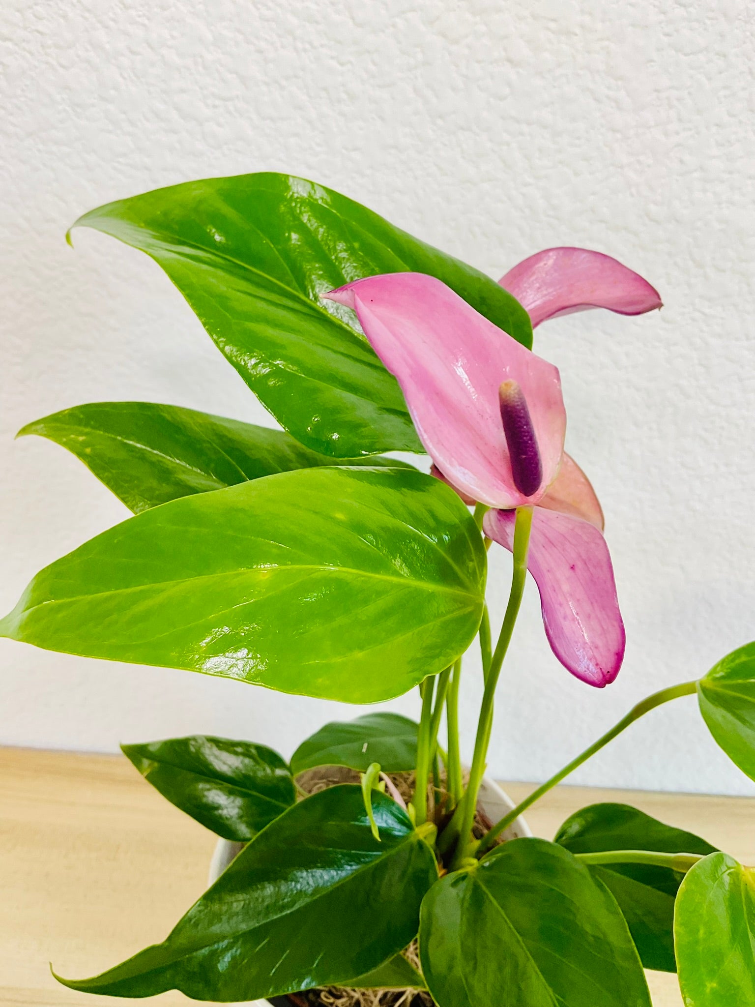 Purple Anthurium plant (Purple flamingo) leaves and flower.