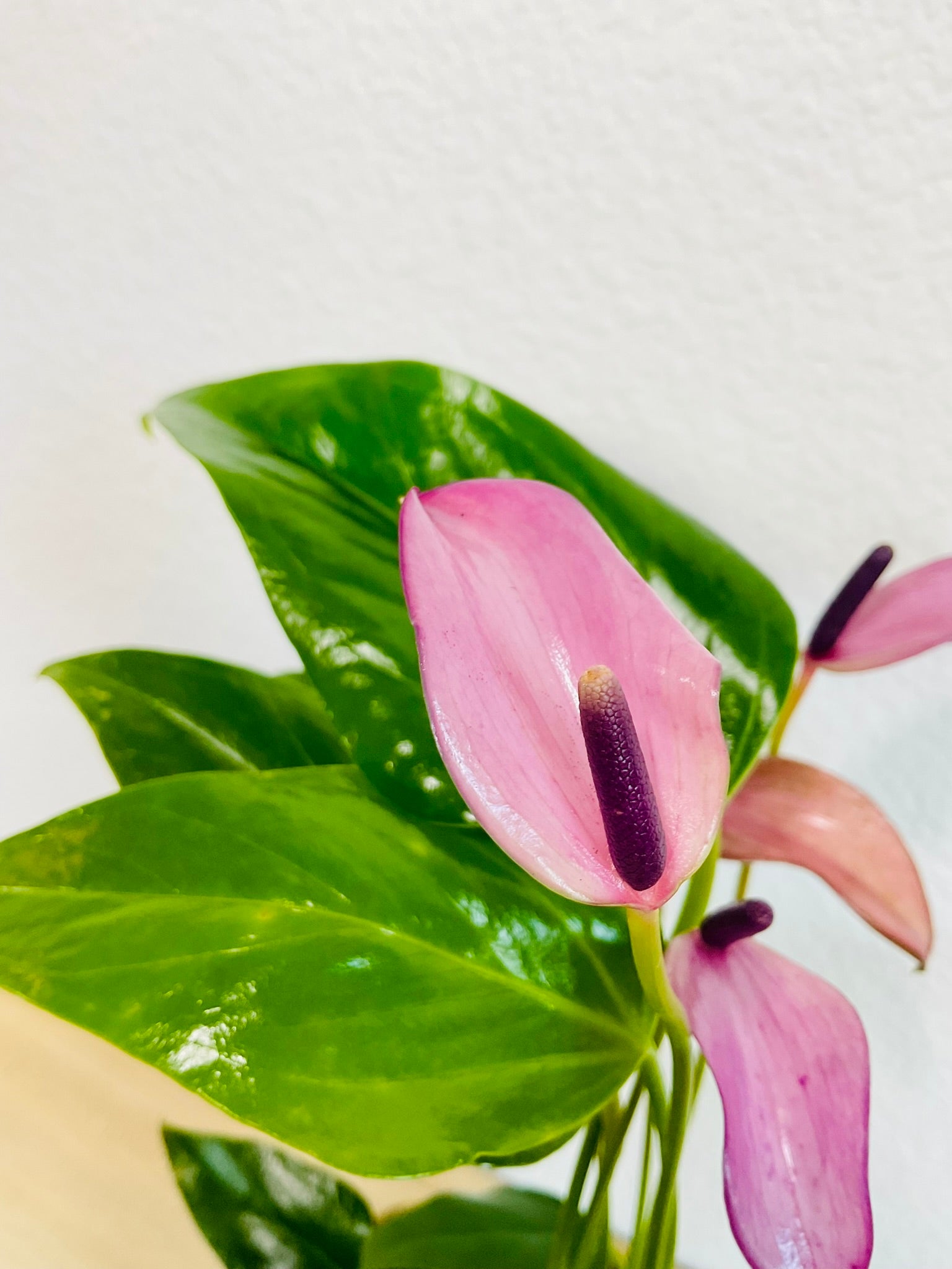 Purple Anthurium plant (Purple flamingo) leaves and flower up close.