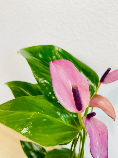 Purple Anthurium plant (Purple flamingo) leaves and flower up close.