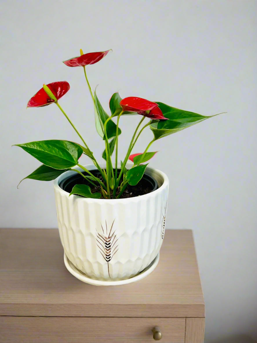 Anthurium Red with glossy red flowers in decorative pot