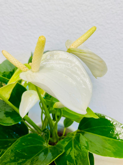 White Anthurium plant with soft white flowers up close leaves and flamingo view