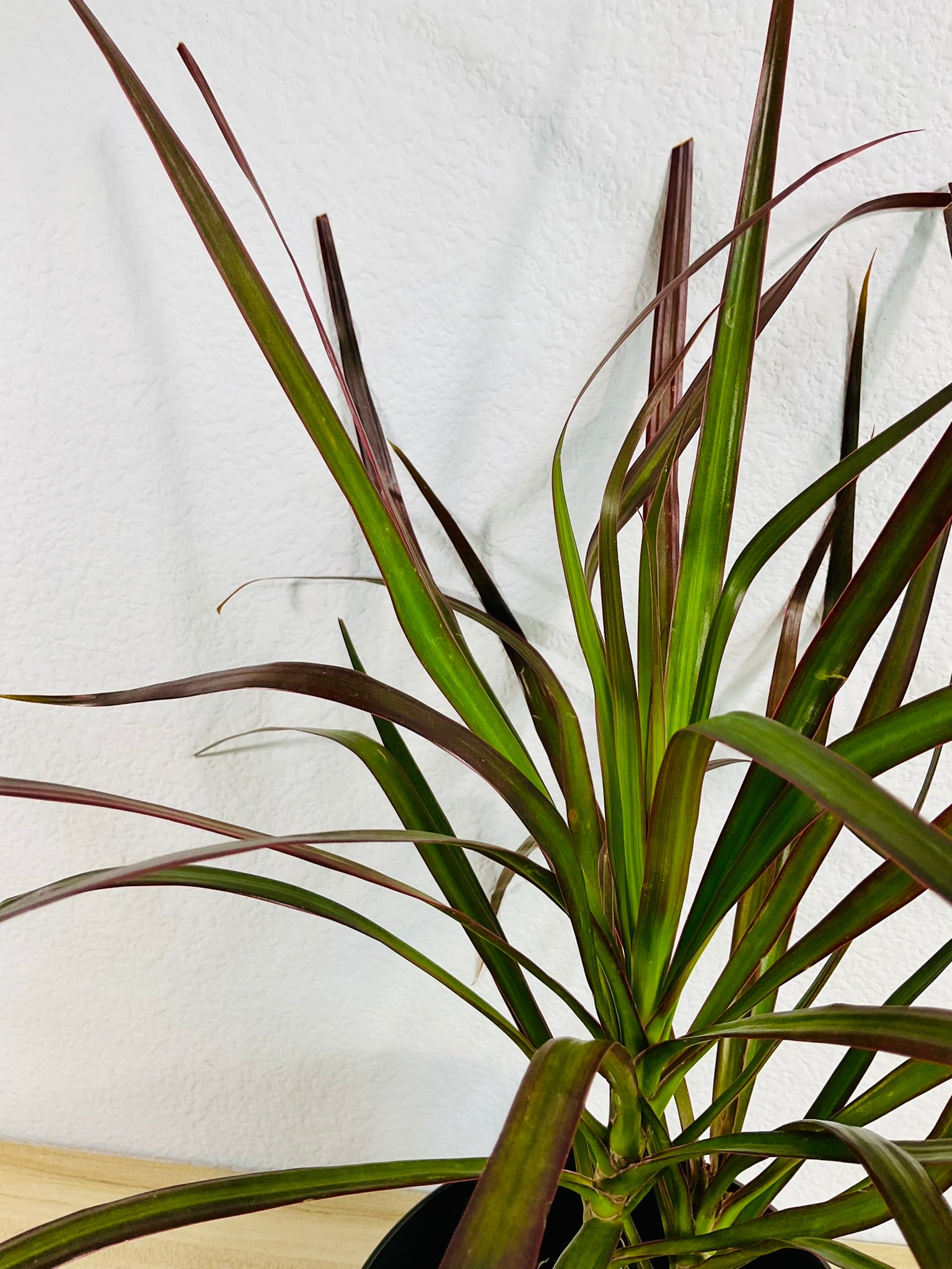 Dracaena Marginata Magenta with long green and magenta-tipped leaves up close leaves.