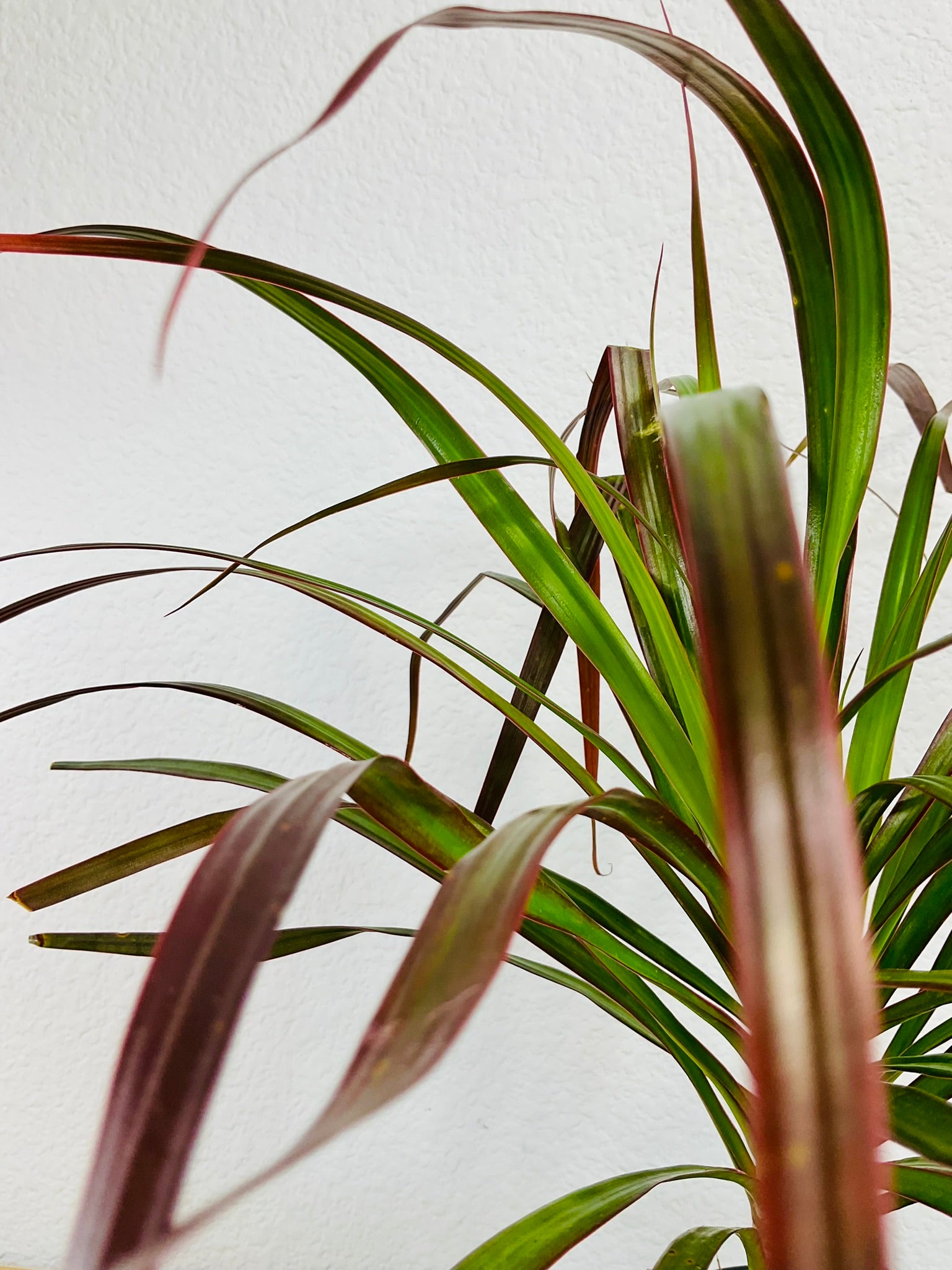 red tipped dracaena Dragon Tree (Dracaena Marginata Magenta) – Basic Karma