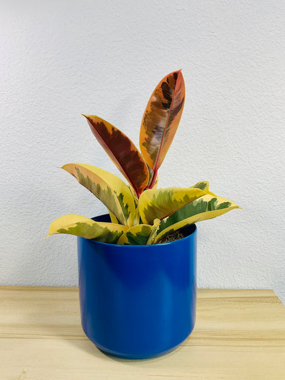 Ficus Tineke plant with cream and green leaves in a 6 inch blue pot.