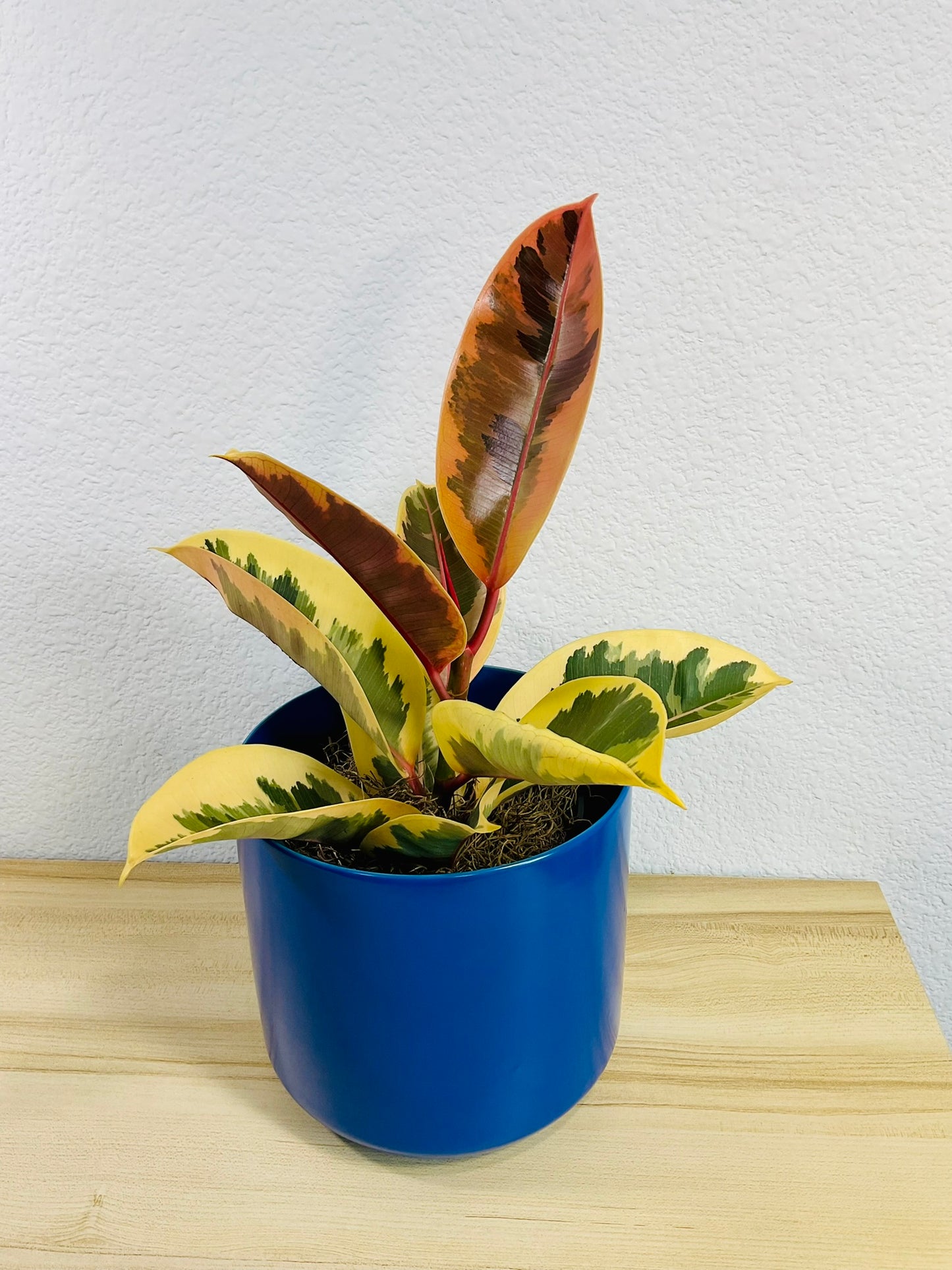 Ficus Tineke plant with cream and green leaves in a 6 inch blue pot, tilt view.