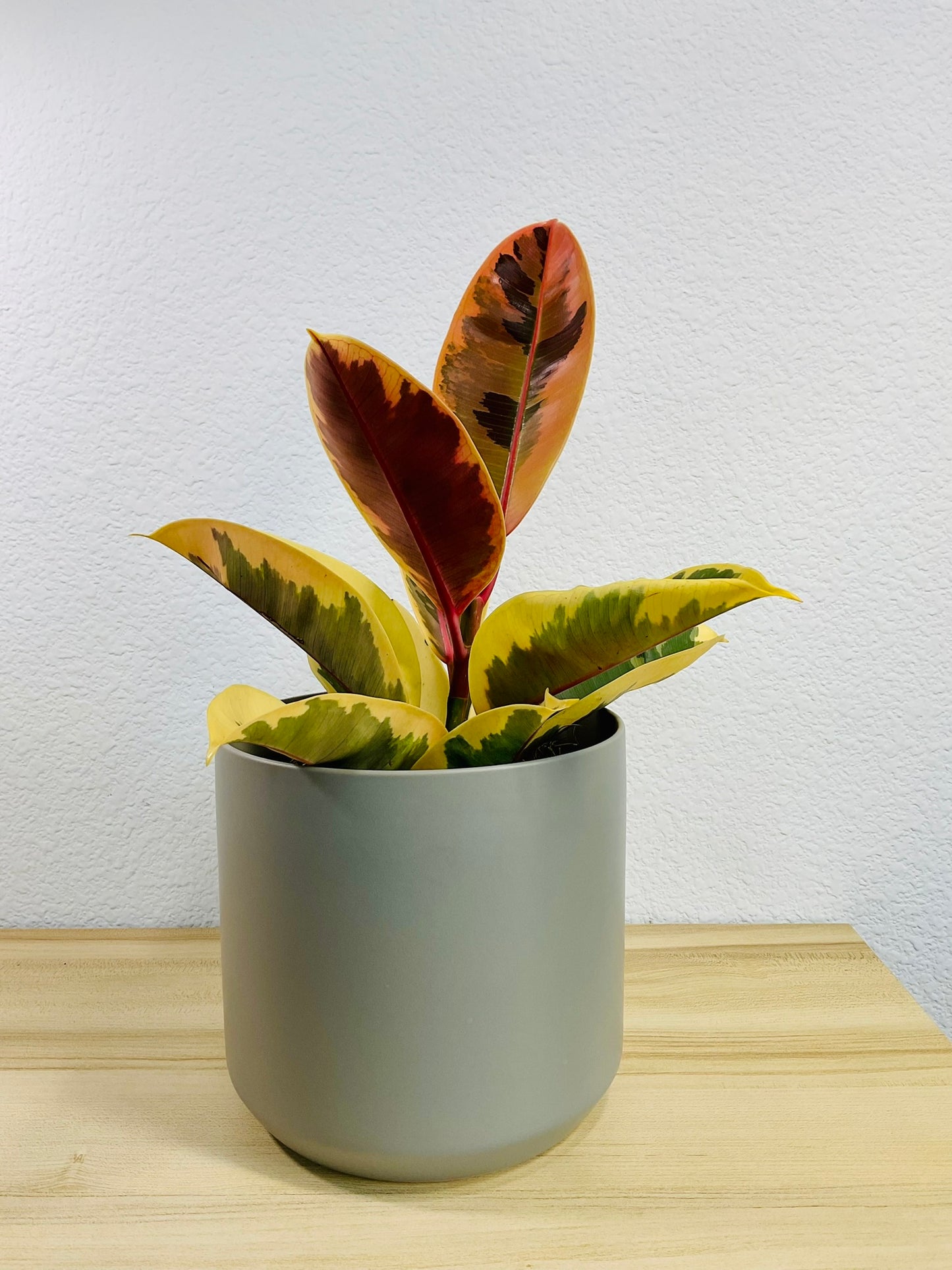 Ficus Tineke plant with cream and green leaves in a 6 inch gray pot.