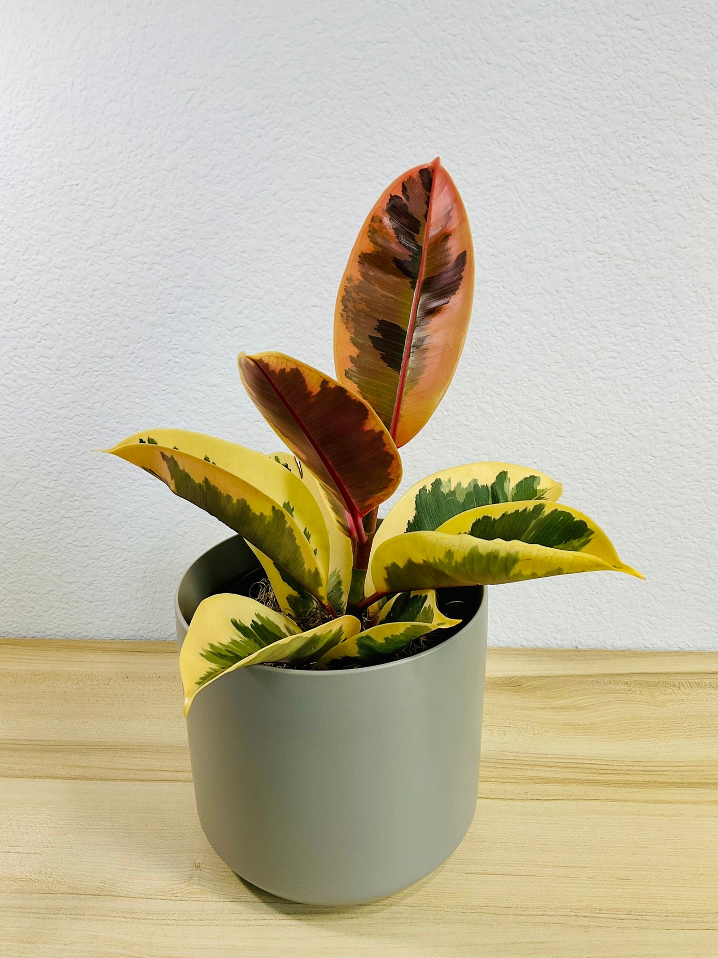 Ficus Tineke plant with cream and green leaves in a 6 inch gray pot, tilt view.