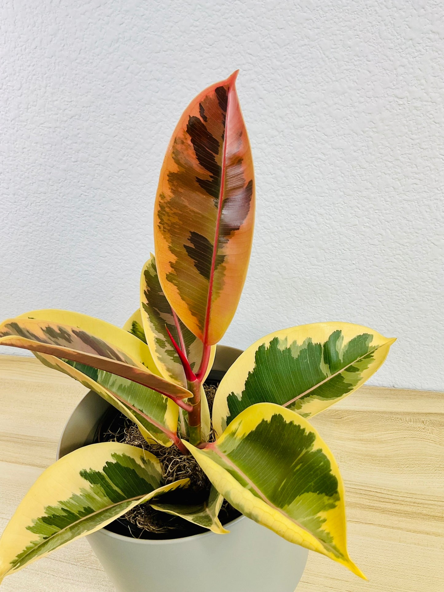 Ficus Tineke plant with cream and green leaves in a 6 inch gray pot, tilt view.