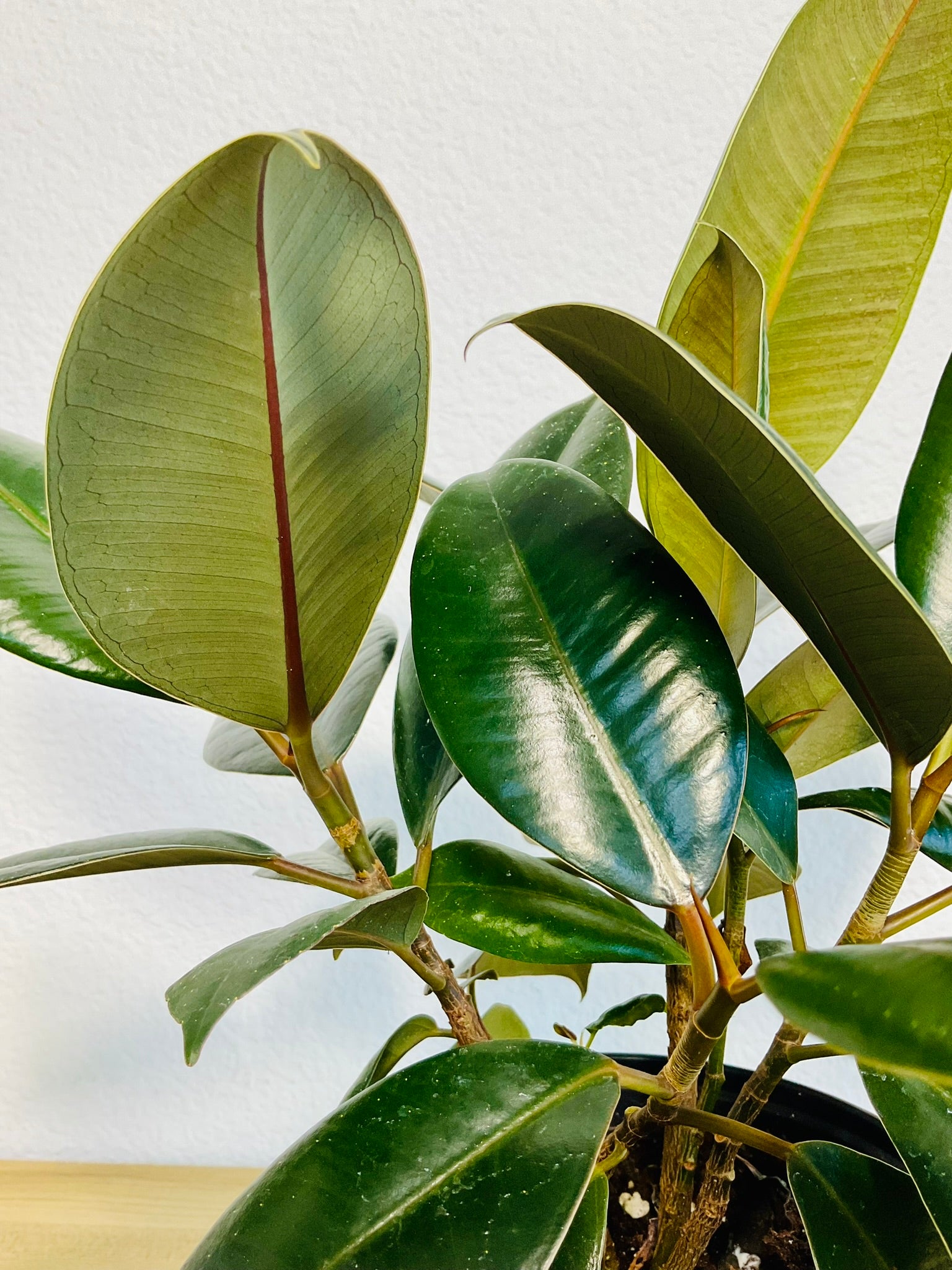 Close up view of live indoor rubber plant