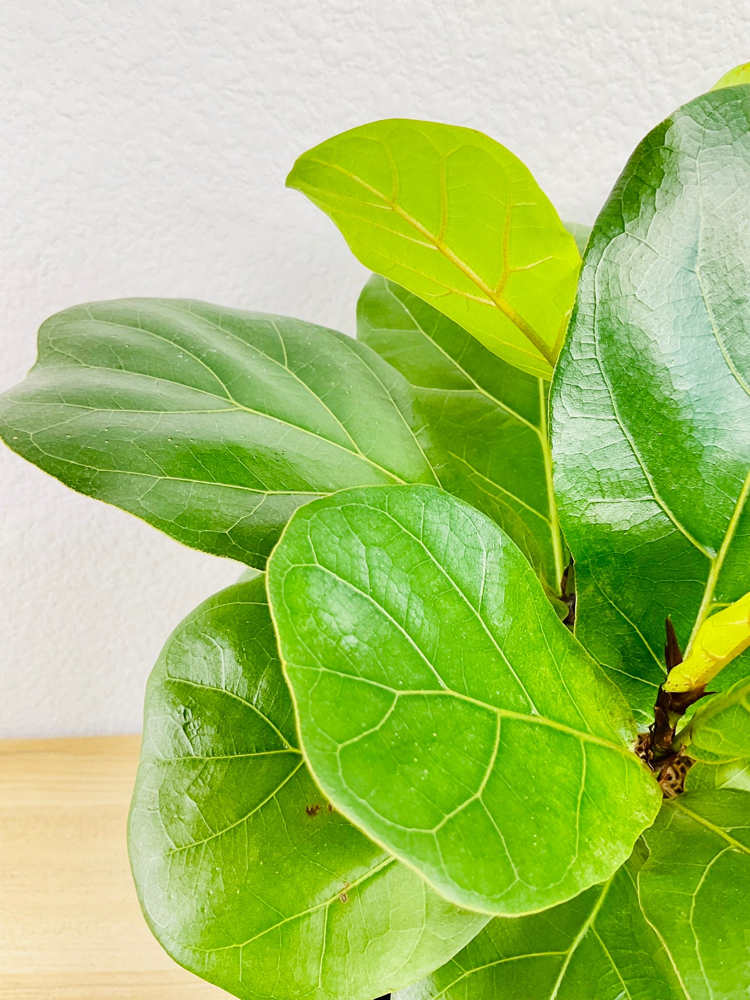 Close-up of Ficus Lyrata Fiddle Leaf Fig leaves – large glossy green foliage