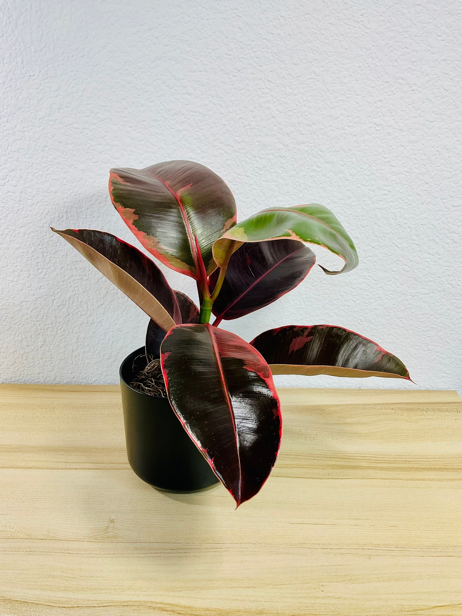 varigated rubber tree Ficus Elastica Ruby Pink | Variegated Rubber Plant