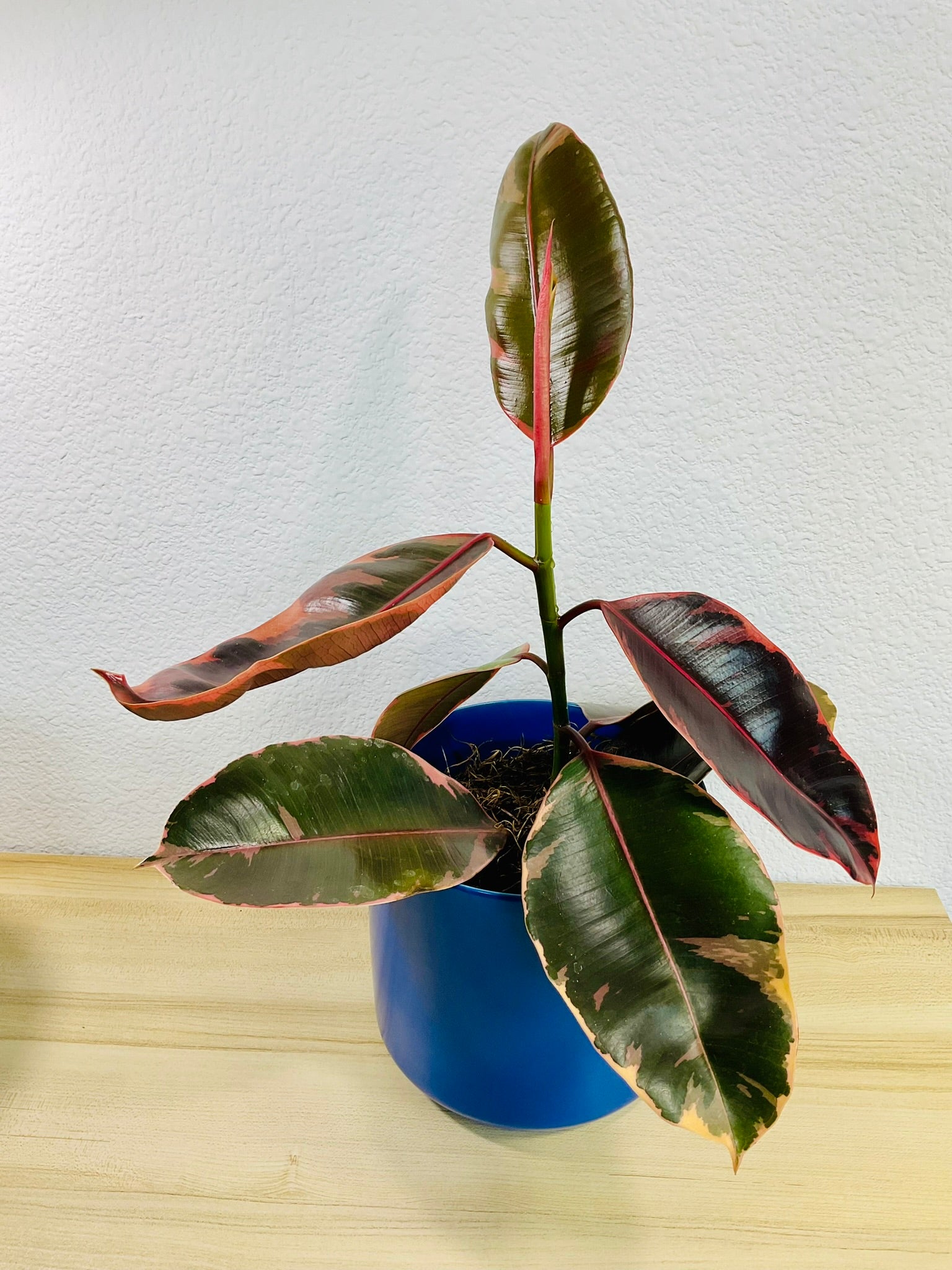 ruby plant indoor Ficus Elastica Ruby Pink | Variegated Rubber Plant