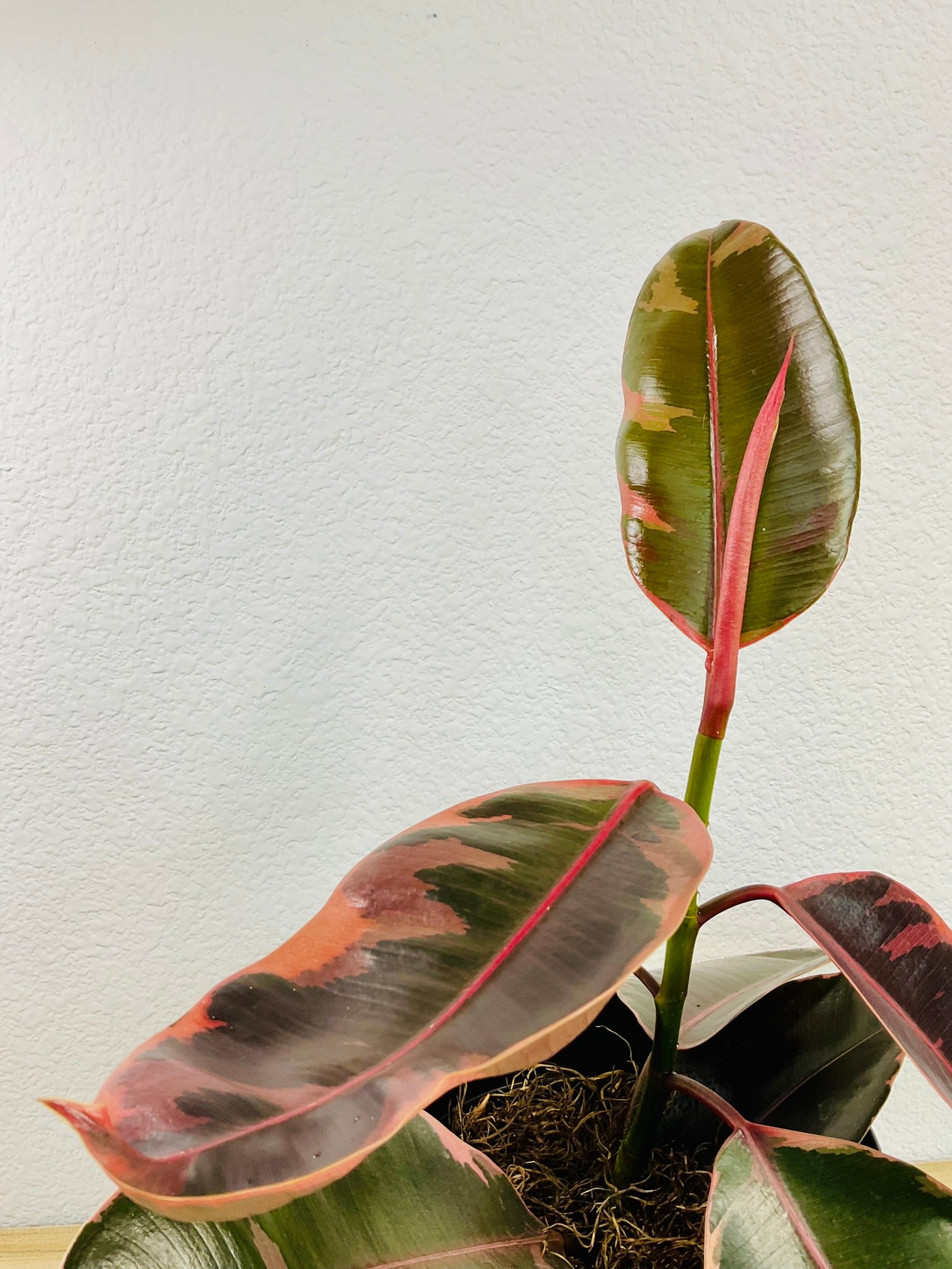 pink variegated rubber tree Ficus Elastica Ruby Pink | Variegated Rubber Plant