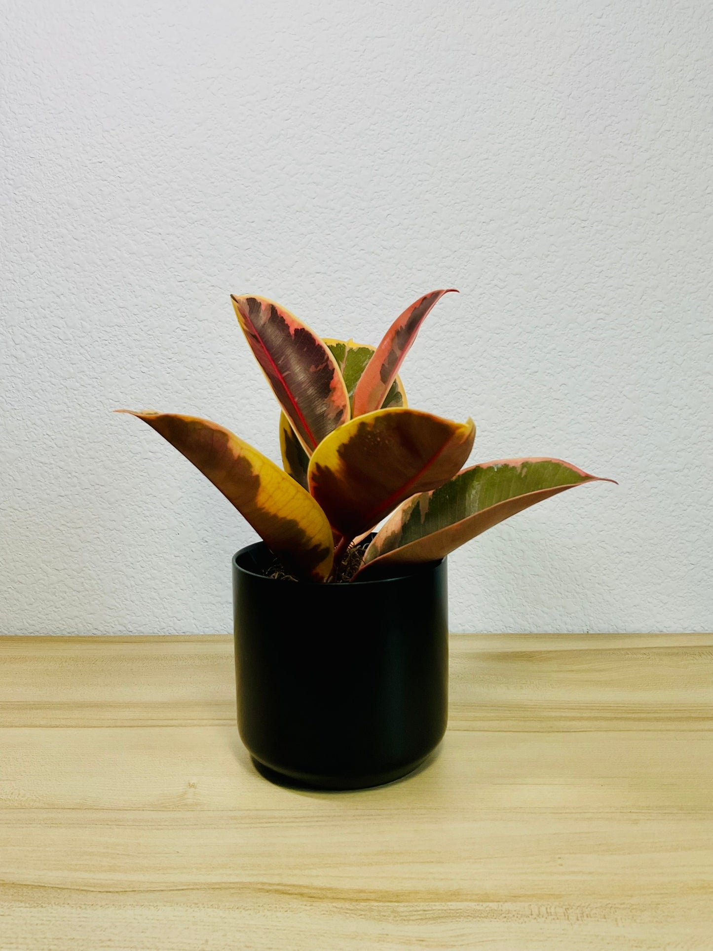 Ficus Tineke plant with cream and green leaves in a black pot.
