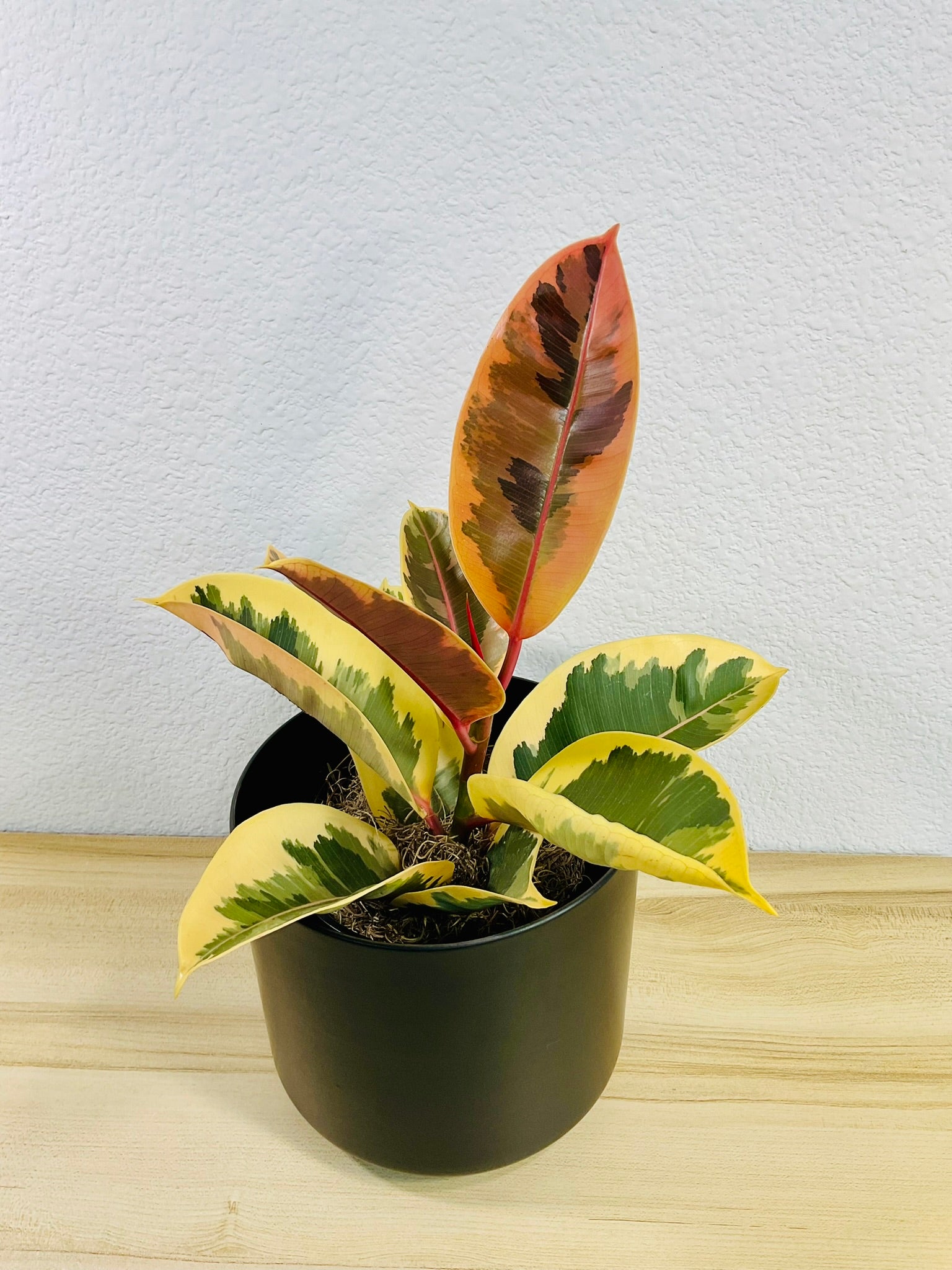 Ficus Tineke plant with cream and green leaves in a black pot, tilt view.