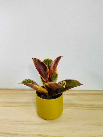 Ficus Tineke plant with cream and green leaves in a ochre pot, tilt view.
