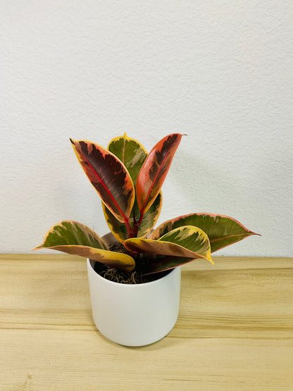 Ficus Tineke plant with cream and green leaves in a white pot.