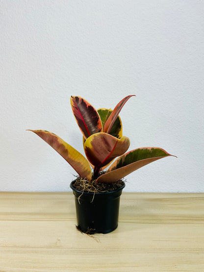 Ficus Tineke plant with cream and green leaves in a grow pot.