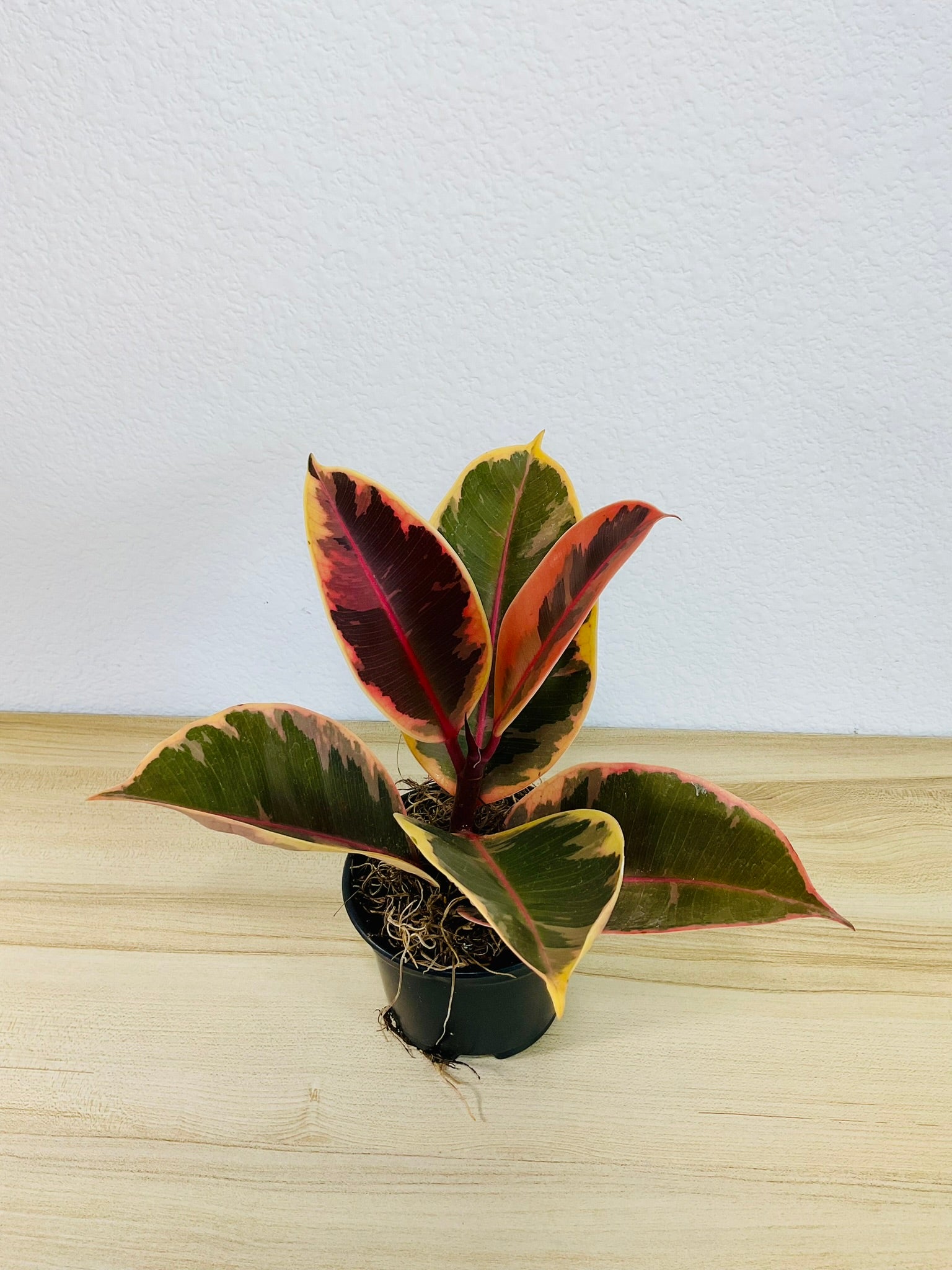 Ficus Tineke plant with cream and green leaves in a grow pot, tilt view.