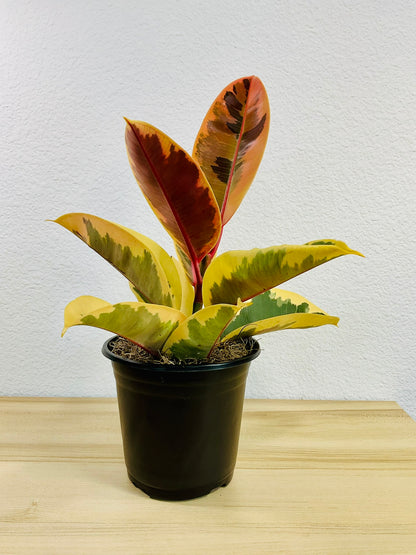 Ficus Tineke plant with cream and green leaves in a 6 inch grow pot.