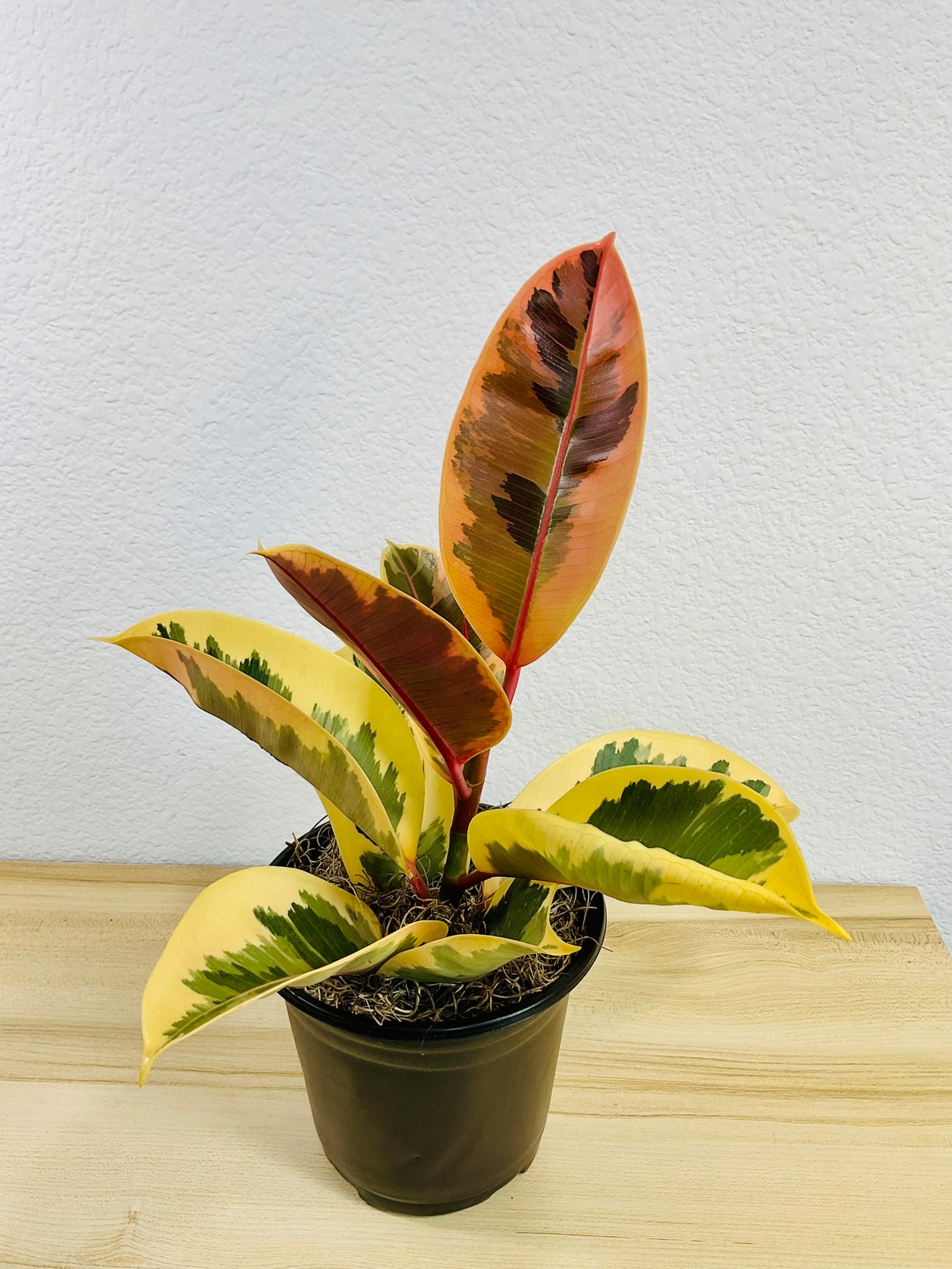 Ficus Tineke plant with cream and green leaves in a 6 inch grow pot, tilt view.