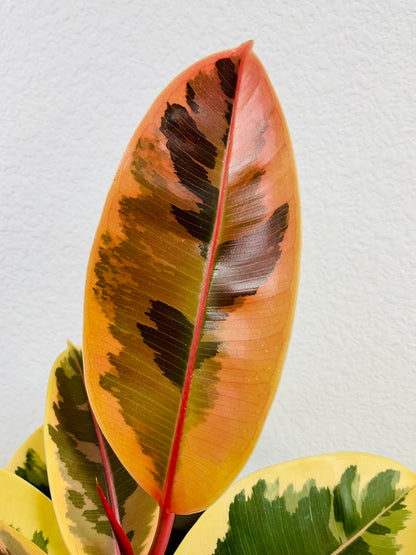 Ficus Tineke plant with cream and green leaves - up close detail.