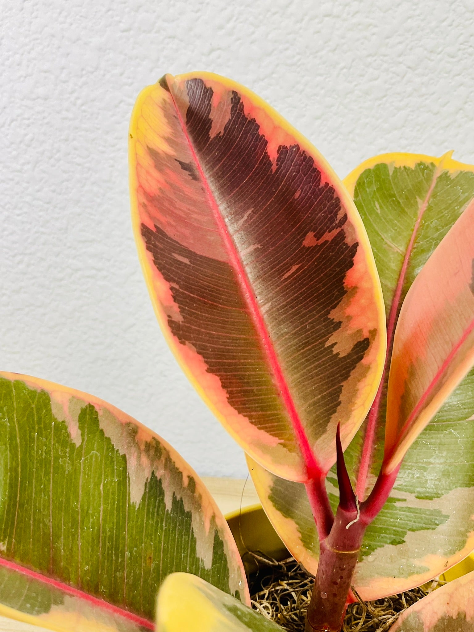Ficus Tineke plant with cream and green leaves - up close.