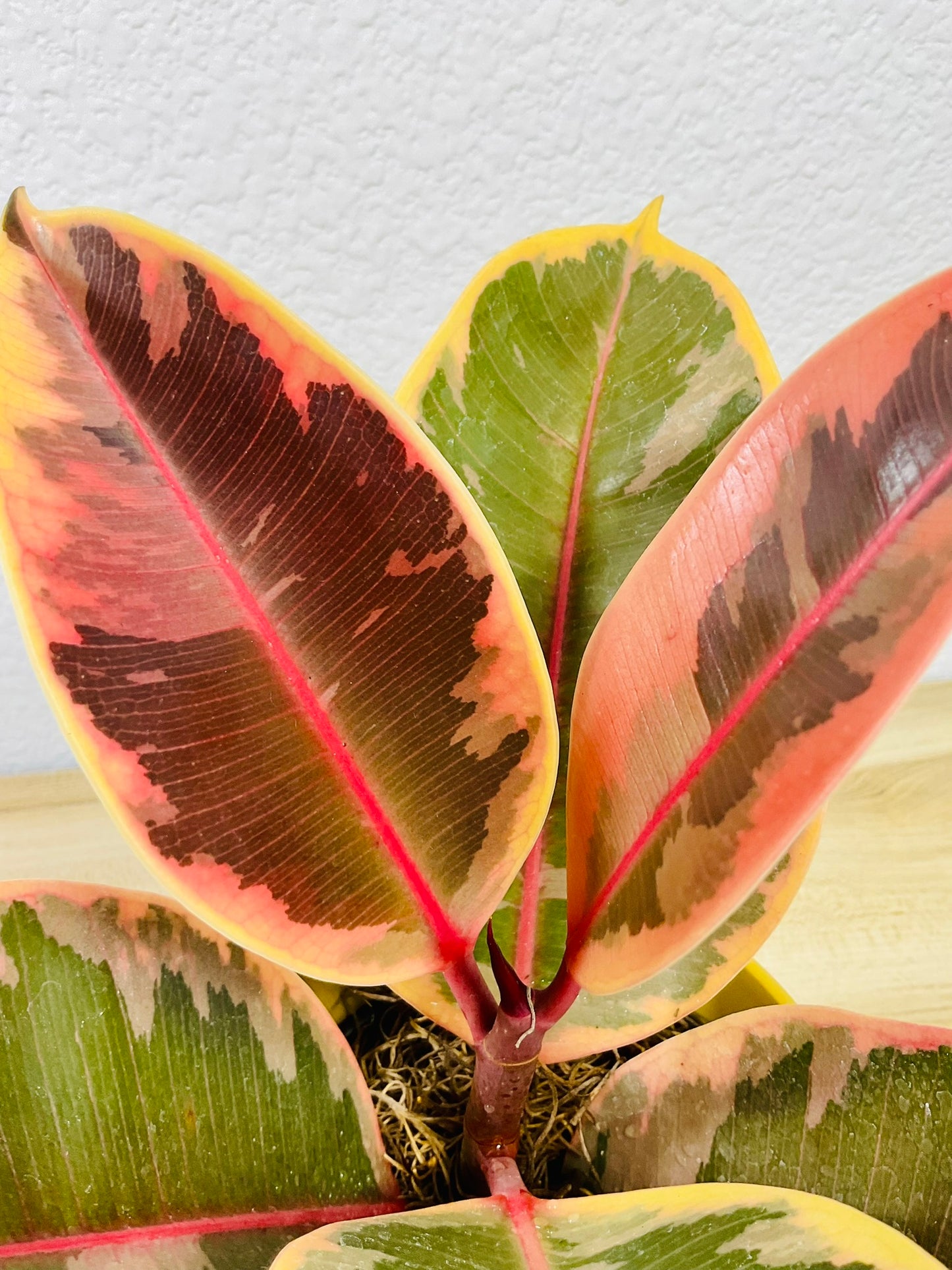 Ficus Tineke plant with cream and green leaves - top view up close.