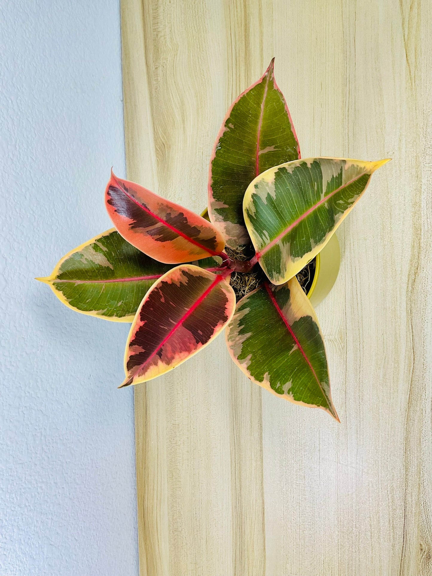 Ficus Tineke plant with cream and green leaves - top view in ceramic pot